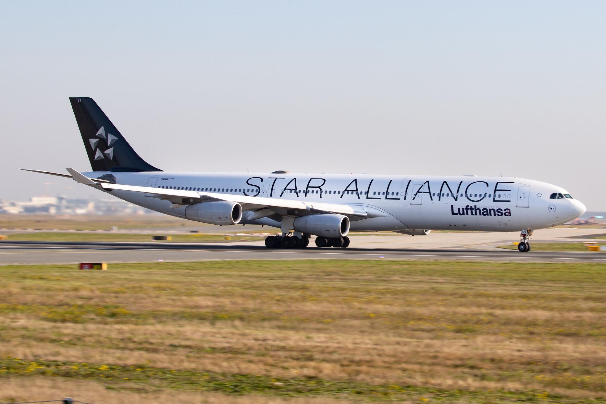 Frankfurt Airport: Lufthansa (LH / DLH) |  Livery: Star Alliance Livery |  Airbus A340-313 A343 | D-AIGV | MSN 0325
