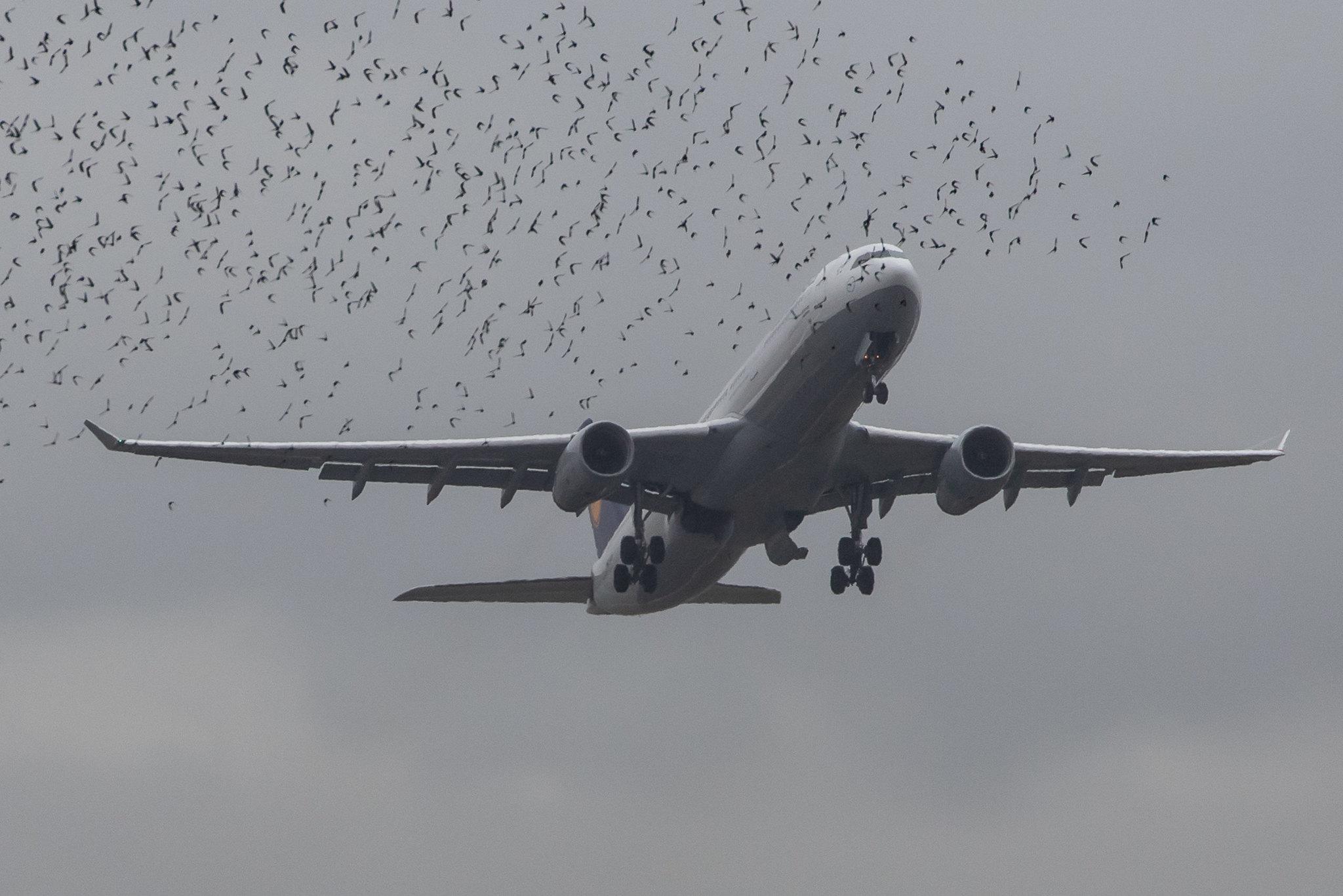 Frankfurt Airport: Lufthansa (LH / DLH) |  Airbus A330-343 A333 | D-AIKB | MSN 0576