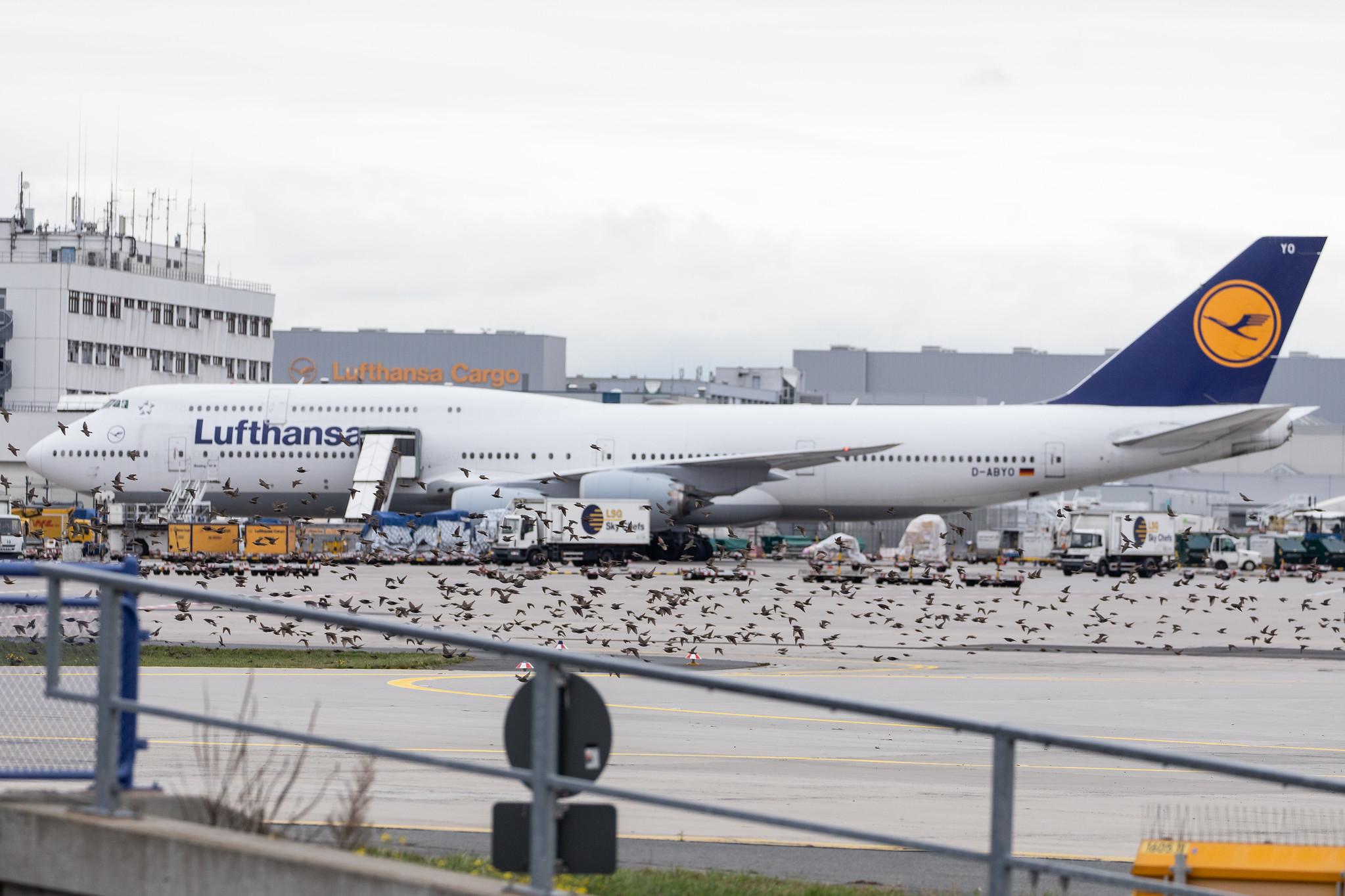 Frankfurt Airport: Lufthansa (LH / DLH) |  Boeing 747-830 B748 | D-ABYO | MSN 37841