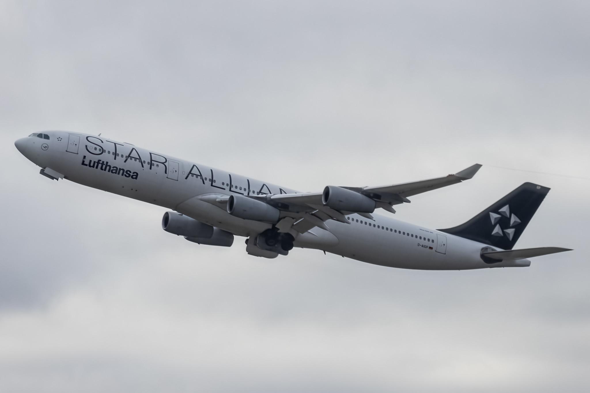 Frankfurt Airport: Lufthansa (LH / DLH) |  Livery: Star Alliance Livery |  Airbus A340-313 A343 | D-AIGP | MSN 0252