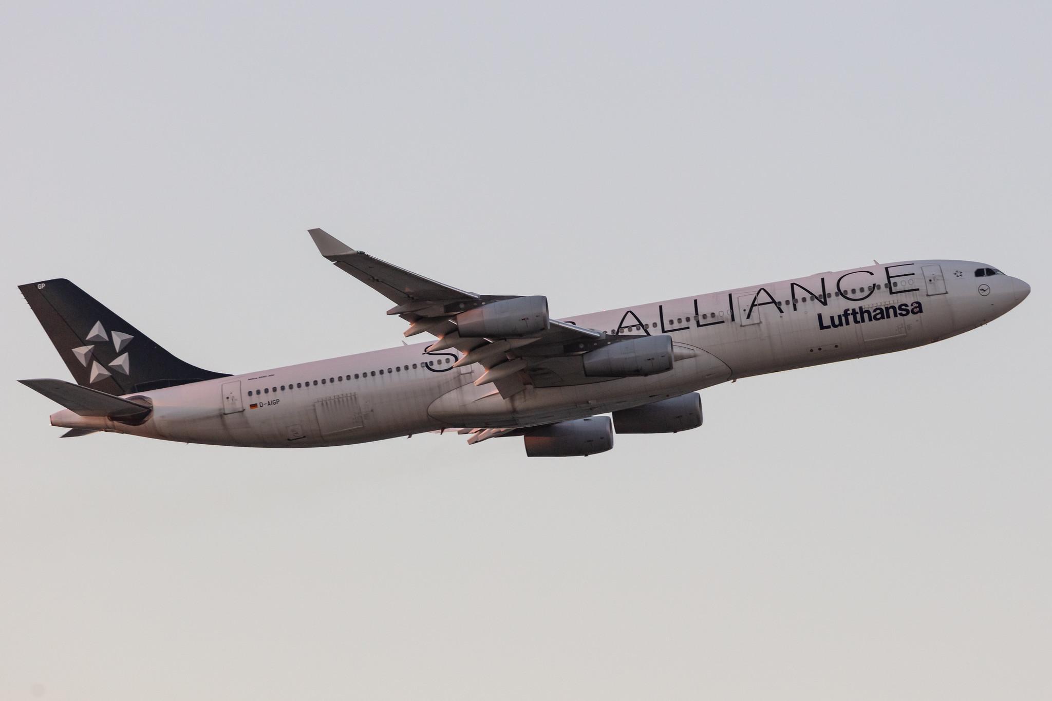 Frankfurt Airport: Lufthansa (LH / DLH) |  Livery: Star Alliance Livery |  Airbus A340-313 A343 | D-AIGP | MSN 0252