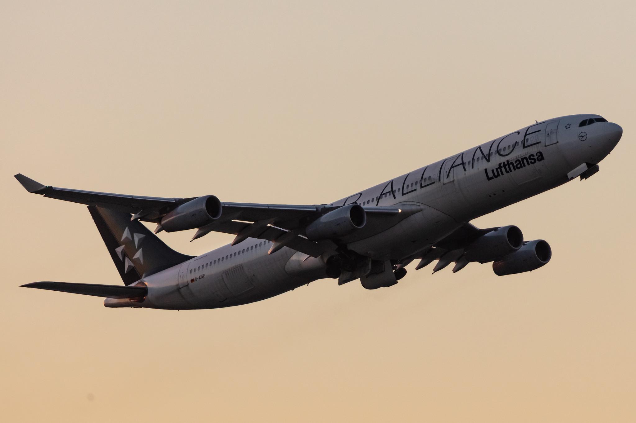 Frankfurt Airport: Lufthansa (LH / DLH) |  Livery: Star Alliance Livery |  Airbus A340-313 A343 | D-AIGP | MSN 0252