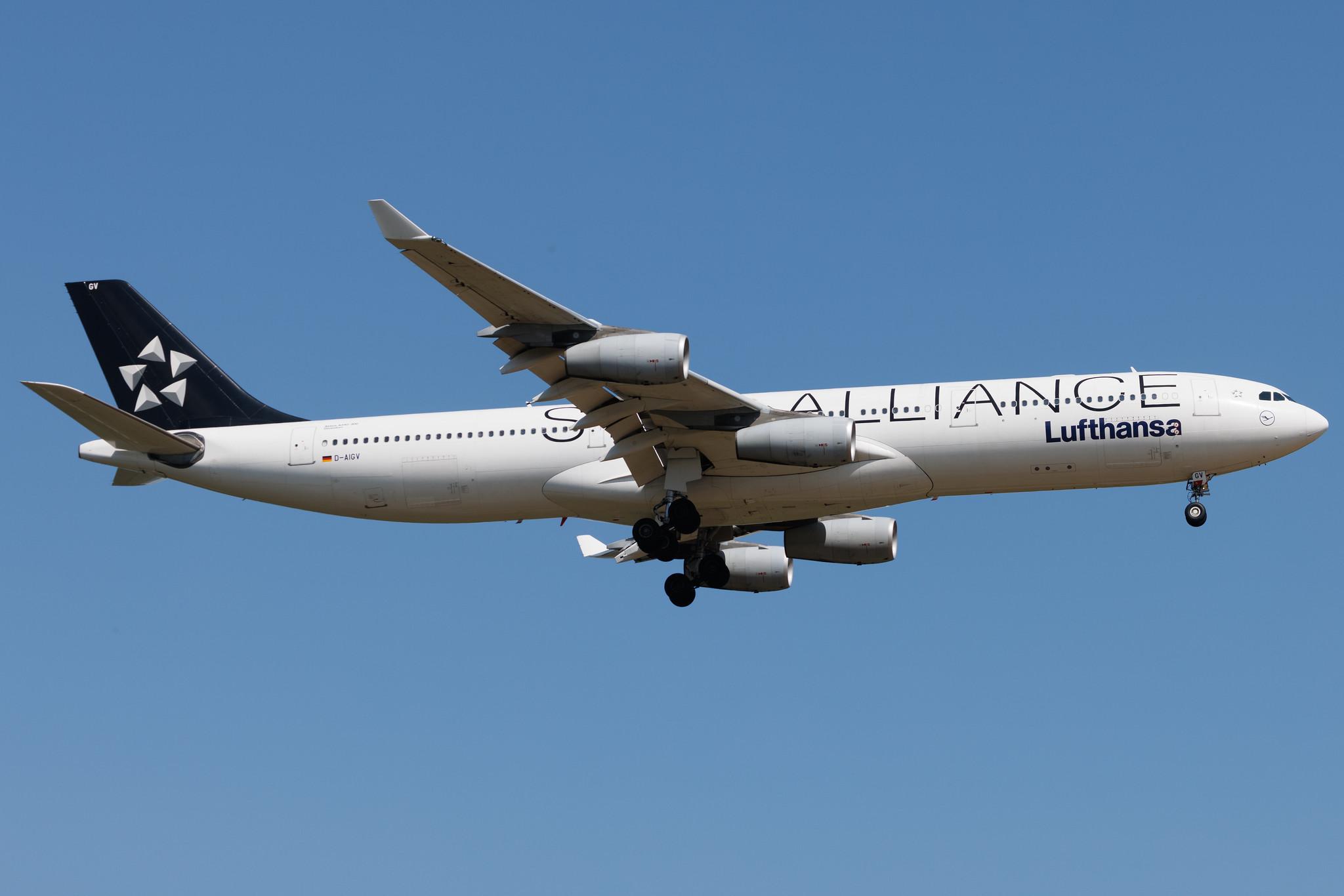 Frankfurt Airport: Lufthansa (LH / DLH) | Livery: Star Alliance Livery | Airbus A340-313 A343 | D-AIGV | MSN 0325