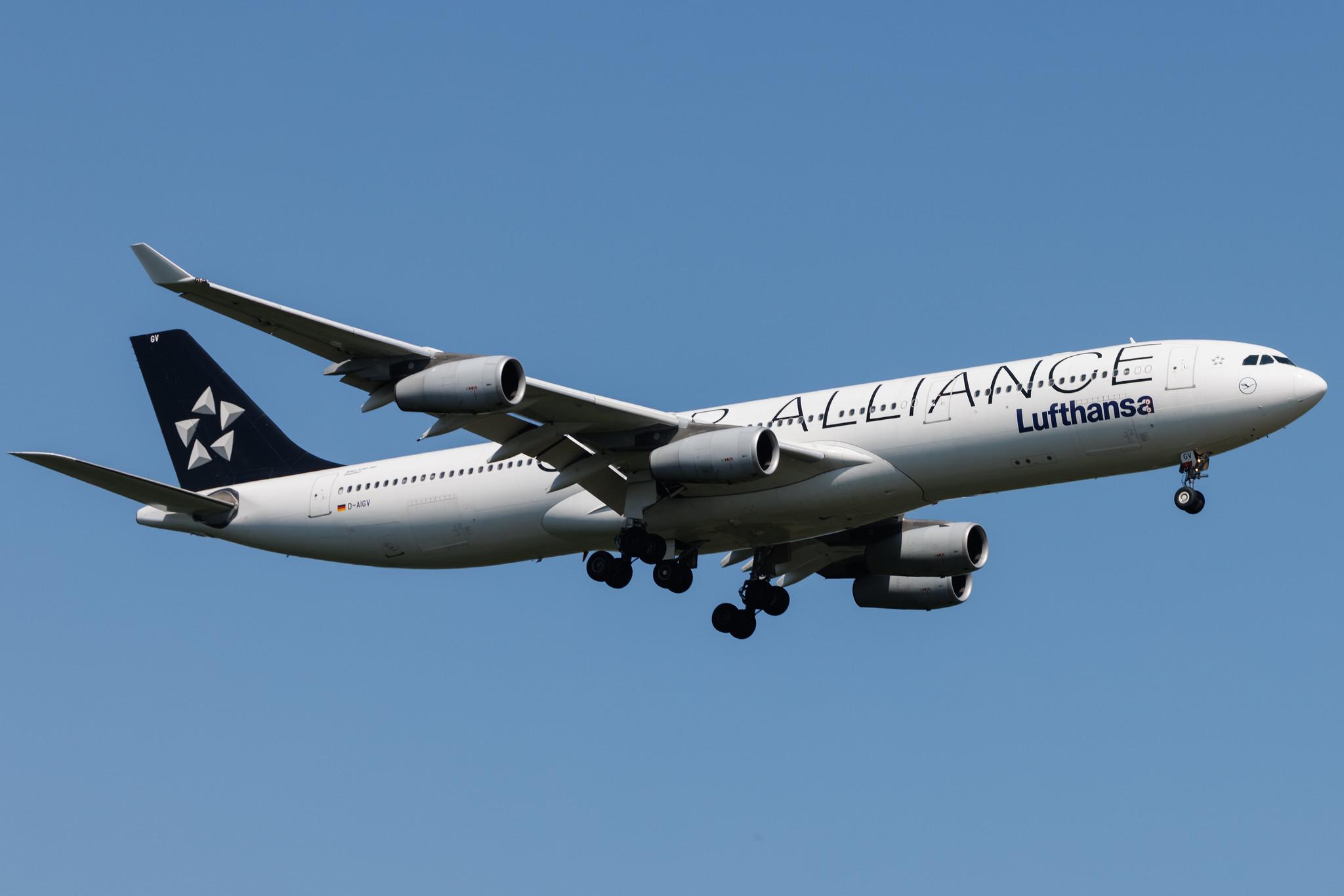 Frankfurt Airport: Lufthansa (LH / DLH) | Livery: Star Alliance Livery | Airbus A340-313 A343 | D-AIGV | MSN 0325
