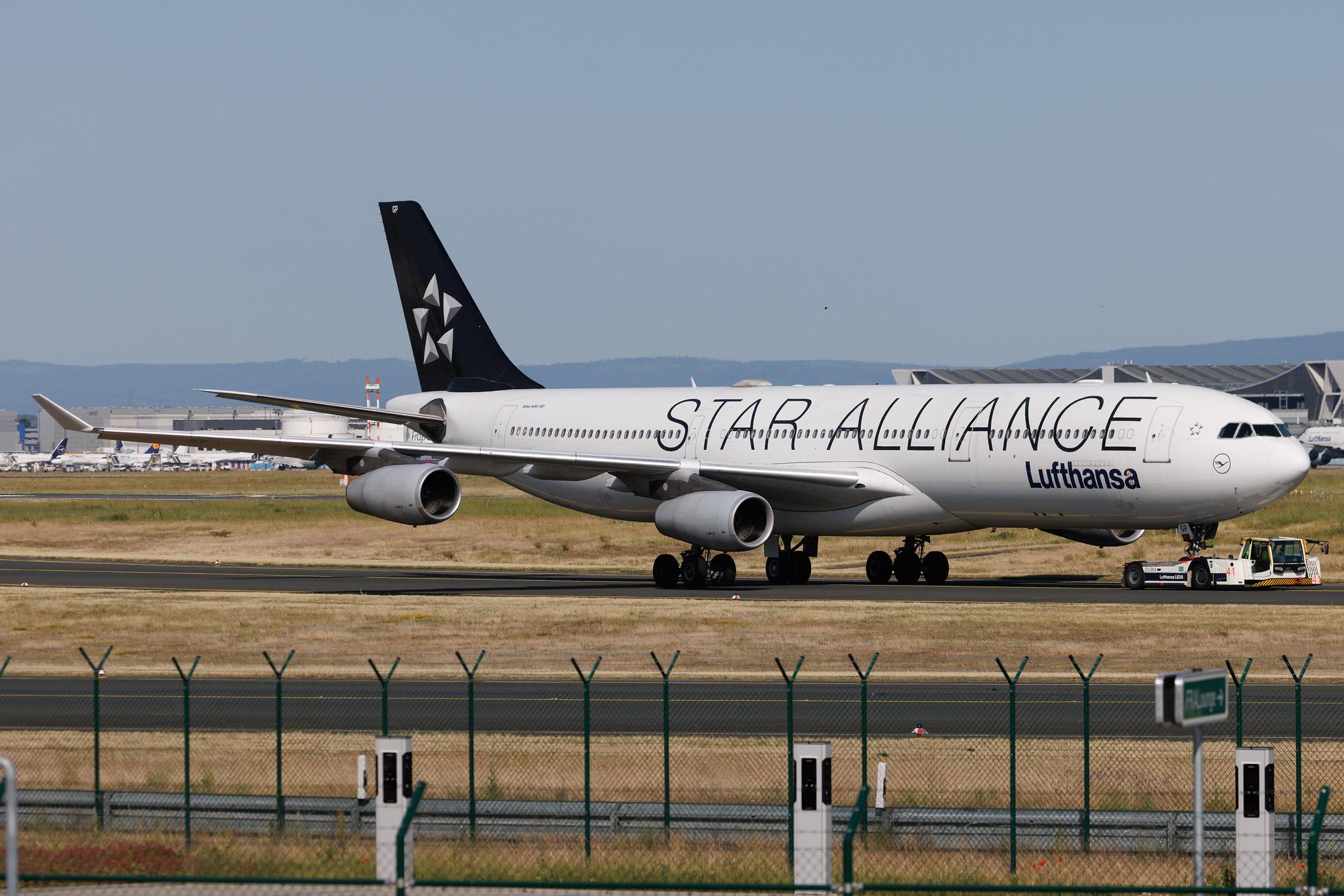 Frankfurt Airport: Lufthansa (LH / DLH) | Livery: Star Alliance Livery | Airbus A340-313 A343 | D-AIGP | MSN 0252