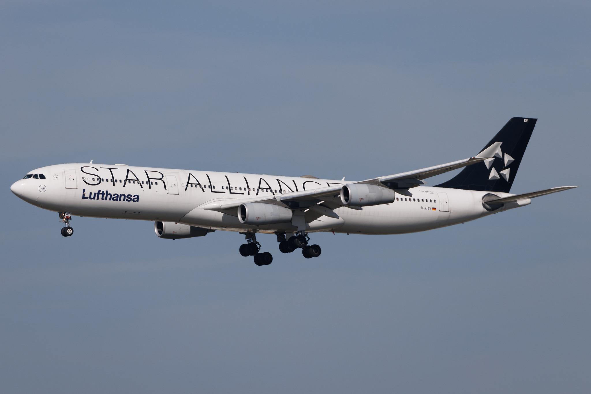 Frankfurt Airport: Lufthansa (LH / DLH) | Livery: Star Alliance Livery | Airbus A340-313 A343 | D-AIGV | MSN 0325
